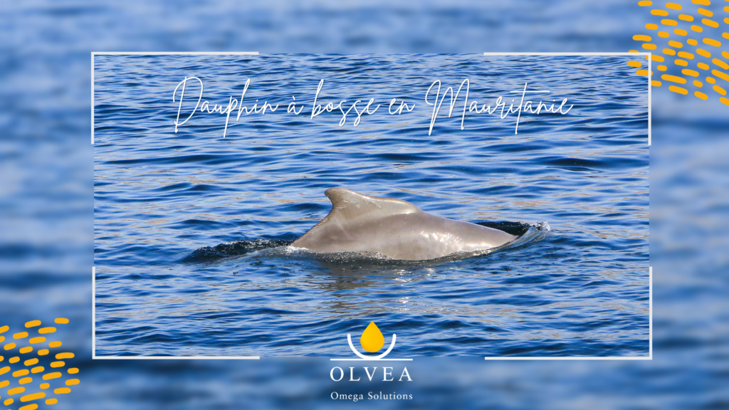 Dauphin à bosse de l’Atlantique (Sousa teuszii) observé en Mauritanie – biodiversité marine et écosystèmes côtiers